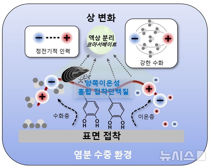 [포항=뉴시스] 포스텍 화학공학과·융합대학원 차형준 교수 연구팀과 강원대 화학과 정영미 교수 연구팀이 홍합 접착 단백질 전하 배열을 본뜬 새로운 접착 단백질을 설계하고, 물속에서 강하게 붙는 원리를 분자 수준에서 밝혔다. 사진은 양쪽 이온성 전하 패터닝을 통한 수중 접착 단백질의 상변화 조절 및 표면 접착 강화 메커니즘. (사진=포스텍 제공) 2026.10.28. photo@newsis.com