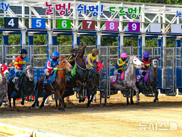 [제주=뉴시스] 한국마사회 렛츠런파크 제주에서 펼쳐지는 제주마 경주. (사진=한국마사회 제공) photo@newsis.com