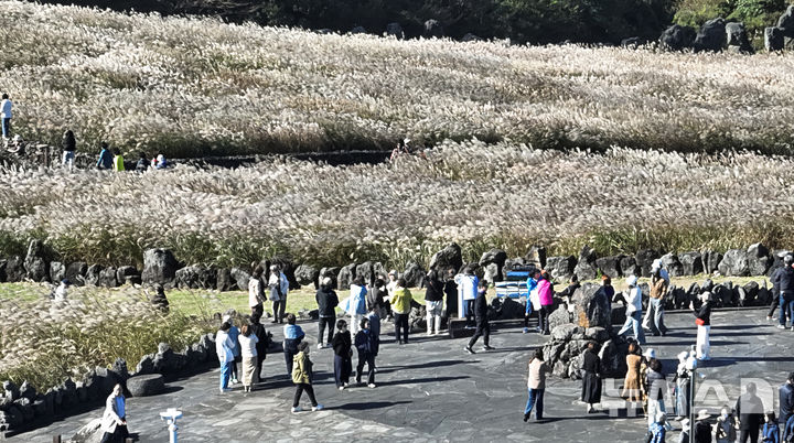 [제주=뉴시스] 우장호 기자 = 청명한 가을 날씨를 보인 28일 오전 제주시 조천읍 산굼부리에서 관광객들이 만발한 억새꽃을 감상하며 즐거운 시간을 보내고 있다. 2026.10.28. woo1223@newsis.com
