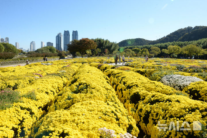 [울산=뉴시스] 배병수 기자 = 완연한 가을 날씨를 보인 28일 오전 울산 중구 태화강 국가정원에 샛노란 국화꽃이 활짝 펴 있다. 2026.10.28. bbs@newsis.com.
