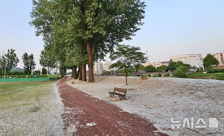 [증평=뉴시스] 지난 5월 충북 증평군 보강천 미루나무숲 일대가 씨앗 솜털로 뒤덮여 있다. (사진=독자 제공) 2026.10.29. photo@newsis.com *재판매 및 DB 금지