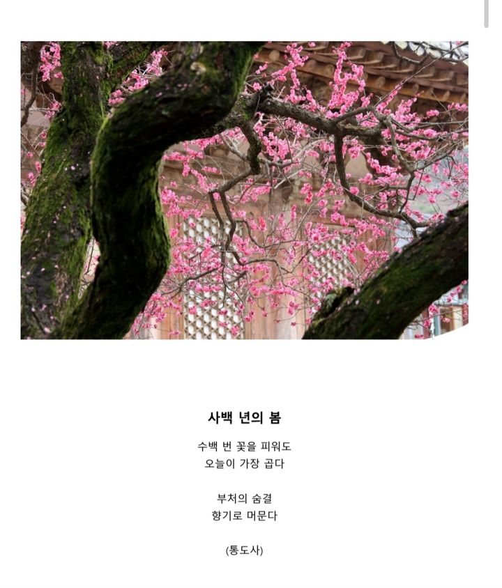 [양산=뉴시스] 안지율 기자 = 독서동아리 디카시인 정영자 회원의 작품 사백 년의 봄이 풍경 디카시 전국 공모전에서 최우수상을 수상했다. (사진= 양산시 제공) 2026.10.29. photo@newsis.com *재판매 및 DB 금지
