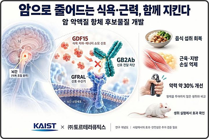 [대전=뉴시스] KAIST-㈜토르테라퓨틱스가 암 악액질을 유발하는 수용체를 차단하는 항체 치료제 후보물질을 개발했다.연구 모식도.(사진=KAIST 제공) *재판매 및 DB 금지