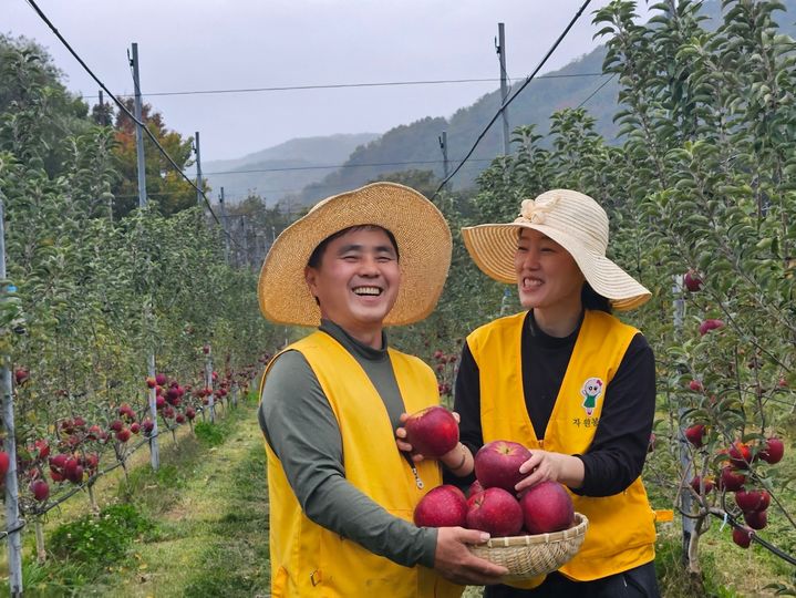 [산청=뉴시스] 청정 산청 황매산 '엔부 사과' 본격 출하 (사진=산청군 제공) 2026. 10. 30. photo@newsis.com *재판매 및 DB 금지